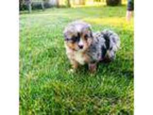 Miniature Australian Shepherd Puppy for sale in Purdy, MO, USA