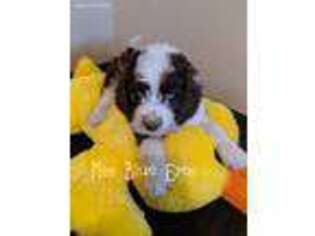 Mutt Puppy for sale in Iron Belt, WI, USA