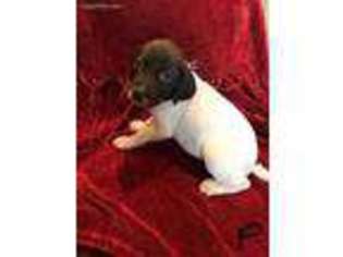 German Shorthaired Pointer Puppy for sale in Hubbard, TX, USA