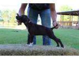 German Shorthaired Pointer Puppy for sale in Switz City, IN, USA