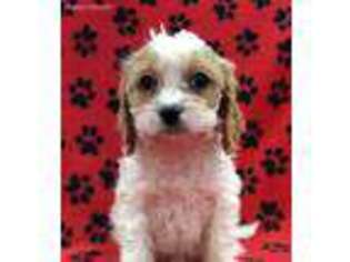 Cavapoo Puppy for sale in Findlay, OH, USA