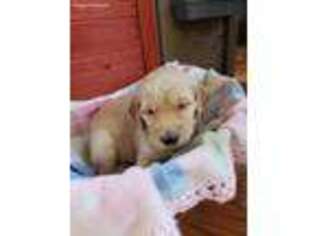 Goldendoodle Puppy for sale in Shelby, NC, USA