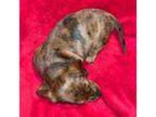 Dachshund Puppy for sale in Hillsboro, IL, USA