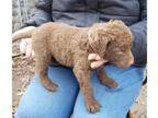 Chesapeake Bay Retriever Puppy for sale in Pine City, MN, USA