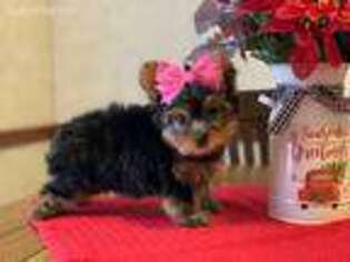 Yorkshire Terrier Puppy for sale in Rolla, MO, USA