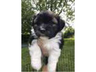 Havanese Puppy for sale in Medina, OH, USA