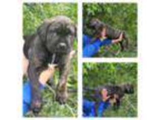 Cane Corso Puppy for sale in Minot, ND, USA