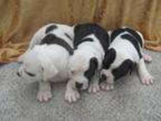 American Bulldog Puppy for sale in Jacksonville, FL, USA