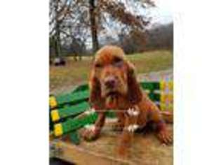 Bloodhound Puppy for sale in Newark, OH, USA