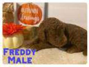 Labradoodle Puppy for sale in Hyattsville, MD, USA