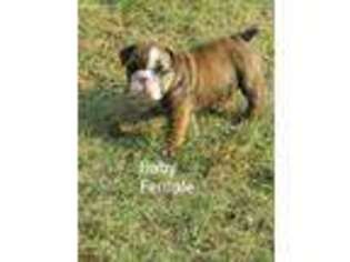 Bulldog Puppy for sale in Bristow, OK, USA