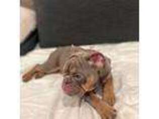 Bulldog Puppy for sale in Fairhope, AL, USA