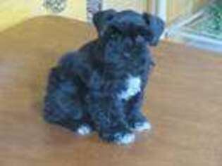 Mutt Puppy for sale in Thornton, IA, USA