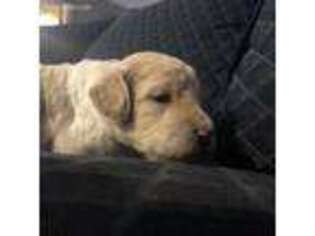 Goldendoodle Puppy for sale in Deerfield Beach, FL, USA