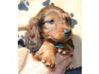 Dachshund Puppy for sale in Adamstown, PA, USA