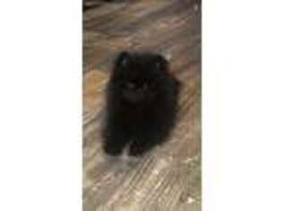 Pomeranian Puppy for sale in Union City, OH, USA