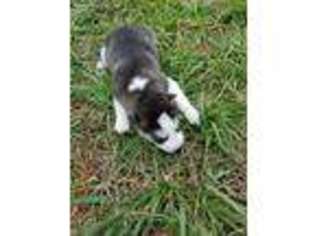 Siberian Husky Puppy for sale in Madison, NC, USA