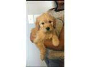 Goldendoodle Puppy for sale in Deer River, MN, USA