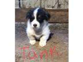 Pembroke Welsh Corgi Puppy for sale in Lineville, IA, USA