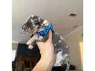 Great Dane Puppy for sale in Tallahassee, FL, USA