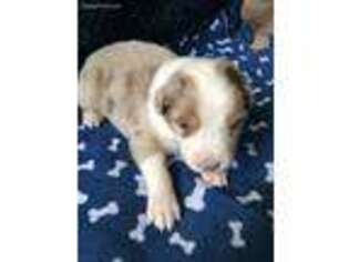 Australian Shepherd Puppy for sale in Granger, IN, USA