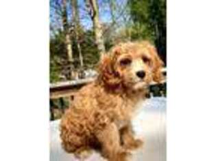 Cavapoo Puppy for sale in West Grove, PA, USA