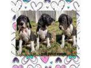 Great Dane Puppy for sale in Cookeville, TN, USA