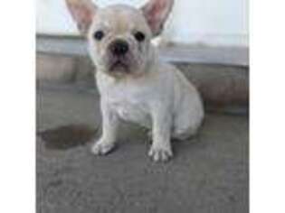 French Bulldog Puppy for sale in Byers, CO, USA