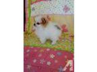 Pomeranian Puppy for sale in PHELAN, CA, USA