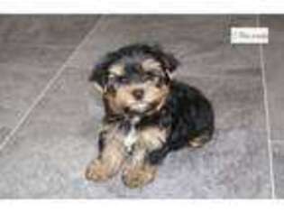 Yorkshire Terrier Puppy for sale in Kansas City, MO, USA