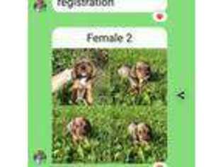 Dachshund Puppy for sale in Pine River, WI, USA