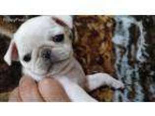 Pug Puppy for sale in Posen, MI, USA