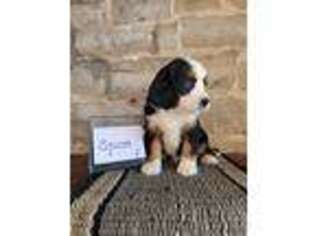 Bernese Mountain Dog Puppy for sale in Cuba City, WI, USA
