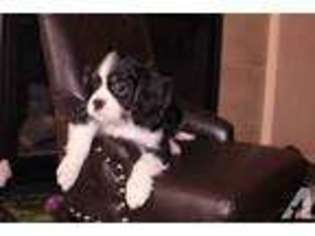 Cavalier King Charles Spaniel Puppy for sale in MORENO VALLEY, CA, USA