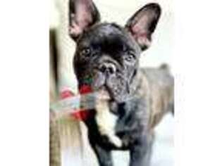 French Bulldog Puppy for sale in Dillsboro, IN, USA