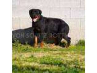 Rottweiler Puppy for sale in Pomona, CA, USA