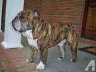 Bulldog Puppy for sale in WASHINGTON, GA, USA