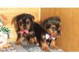 Yorkshire Terrier Puppy for sale in Jasonville, IN, USA