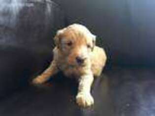 Goldendoodle Puppy for sale in Hudson, WI, USA