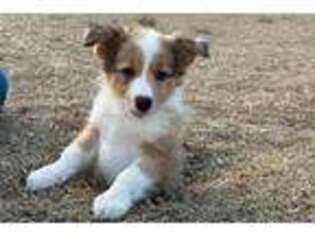 Border Collie Puppy for sale in Florence, SC, USA