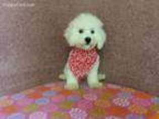 Bichon Frise Puppy for sale in North Collins, NY, USA