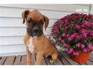 Boxer Puppy for sale in Grand Rapids, MI, USA