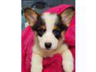 Pembroke Welsh Corgi Puppy for sale in Scranton, IA, USA