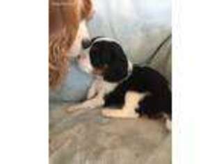 Cavalier King Charles Spaniel Puppy for sale in Littlestown, PA, USA