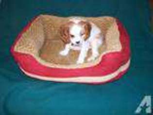 Cavalier King Charles Spaniel Puppy for sale in Chambersburg, PA, USA