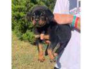 Rottweiler Puppy for sale in Murfreesboro, TN, USA