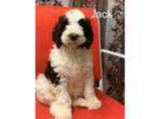 Goldendoodle Puppy for sale in Madison, TN, USA