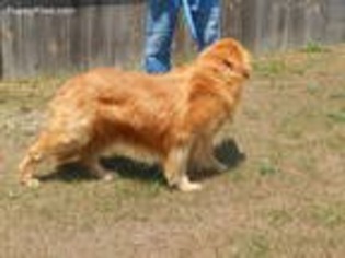 Golden Retriever Puppy for sale in Stanton, MI, USA