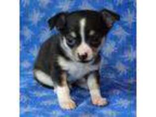 Chihuahua Puppy for sale in Abilene, KS, USA