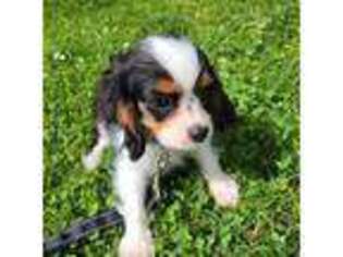 Cavalier King Charles Spaniel Puppy for sale in San Jose, CA, USA